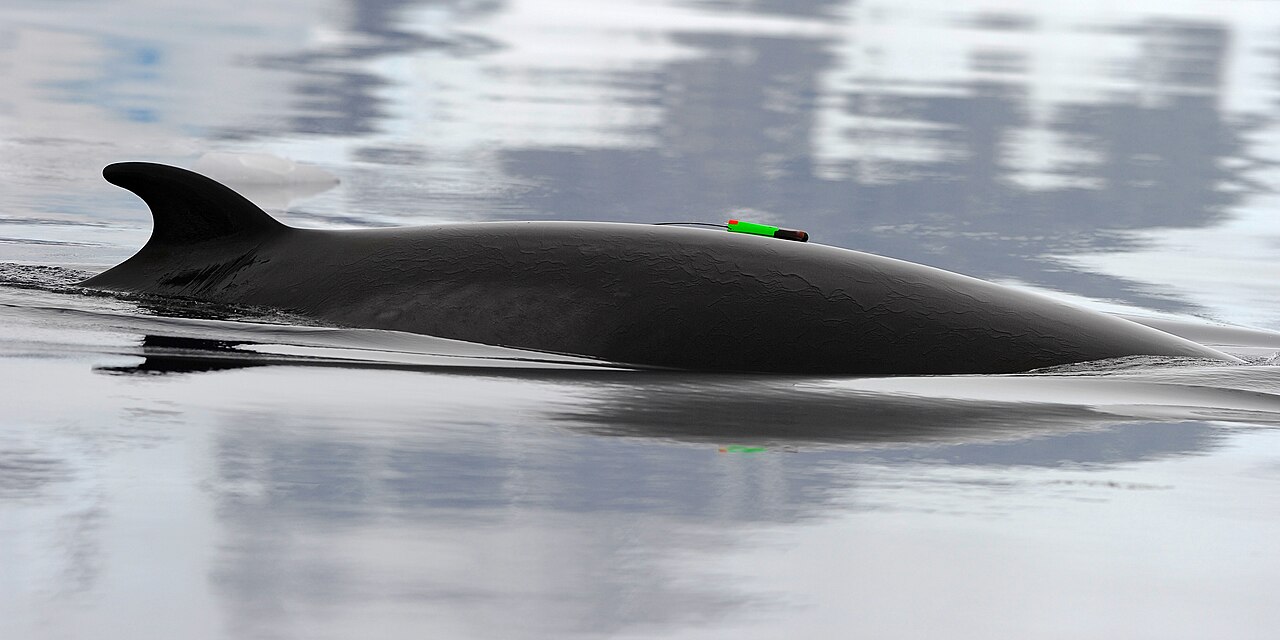 Bio-duck: záhadný antarktický zvuk, který vědci nakonec spojili s plejtvákem malým