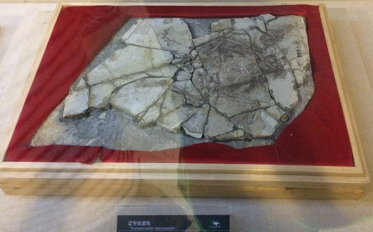 Archaeoraptor: slepená fosilie z Číny, mediální senzace a anatomická analýza, která odhalila složený exemplář