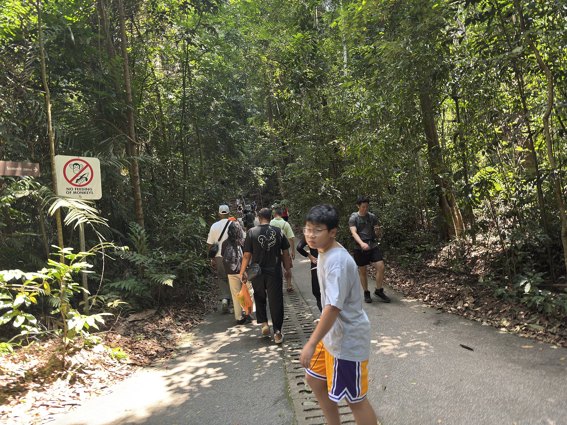 Bukit Timah Monkey Man: singapurská legenda o primátovi v malém lesním rezervátu a problém životaschopné populace