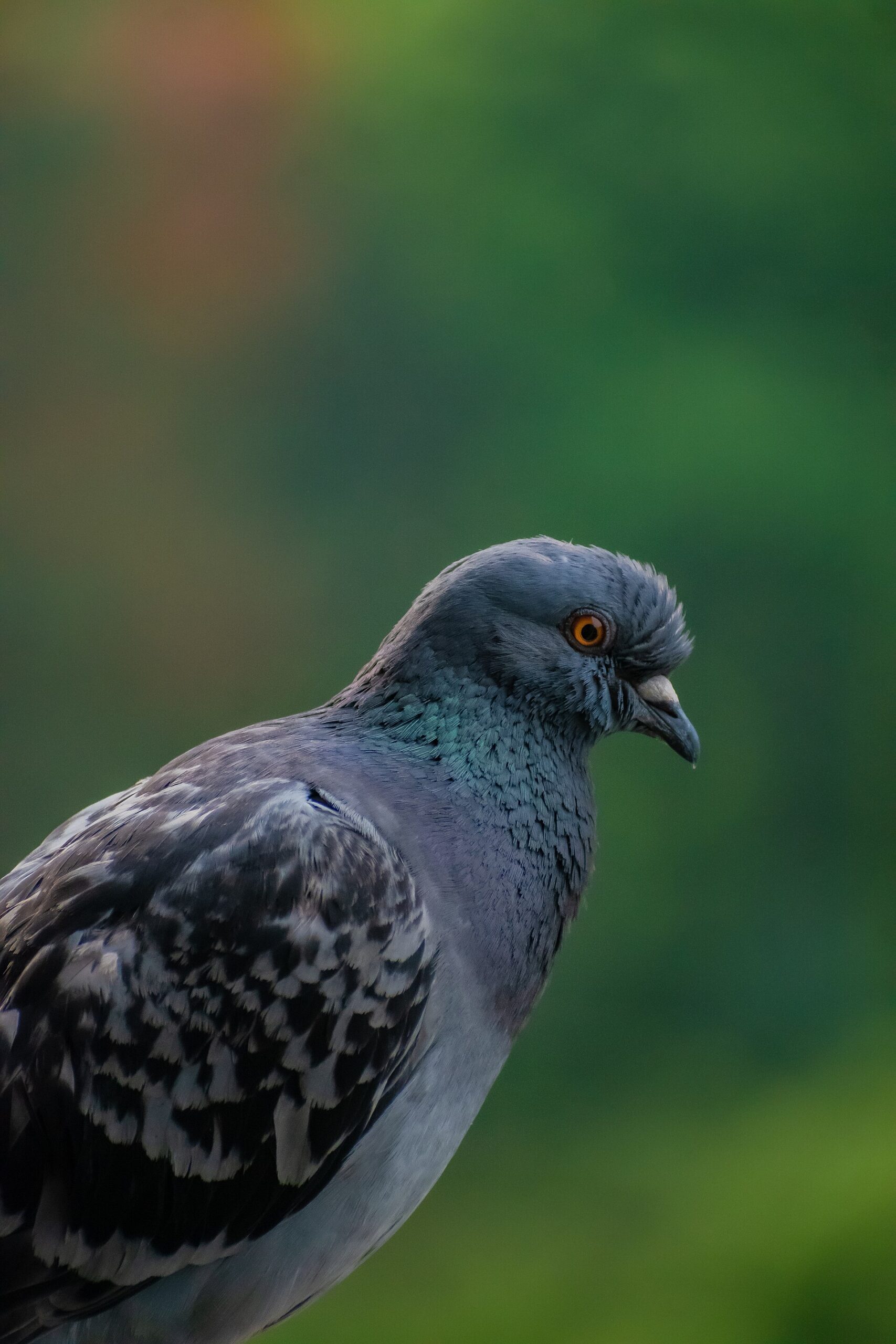 Projekt Pigeon: holubi v naváděcí hlavici a vážně míněný Skinnerův systém pro přesnou pumu