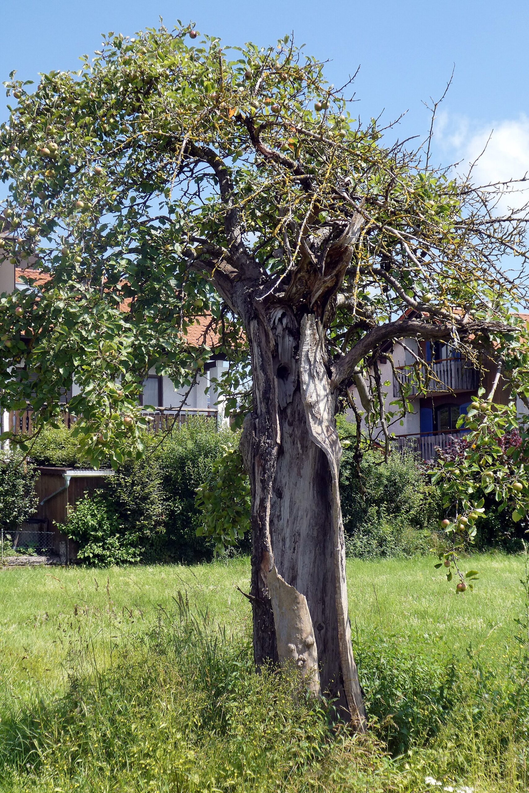 Trunko: bílá chlupatá mršina na fotografiích a pozdější určení velrybí tkáně