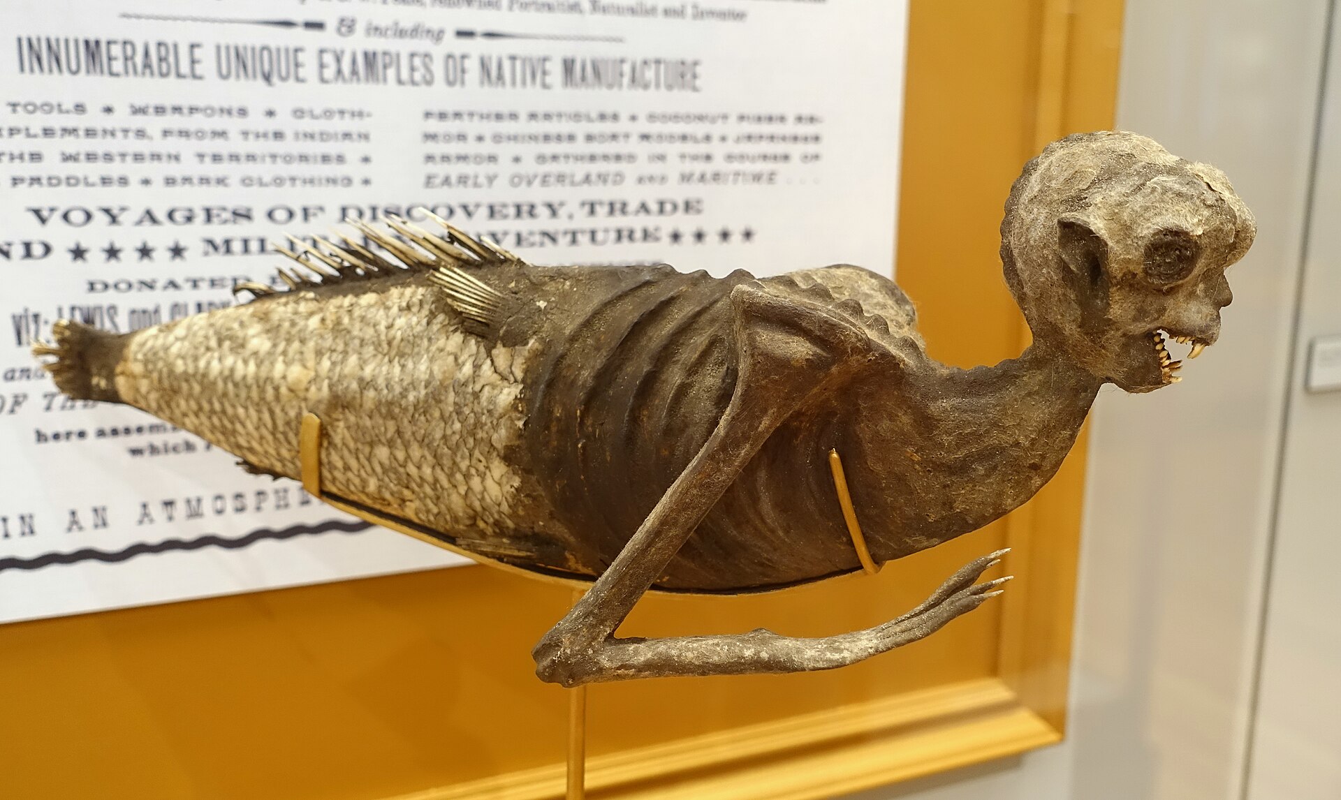 Fidžijská mořská panna: sešitá atrakce P. T. Barnuma vydávaná za zoologický objev
