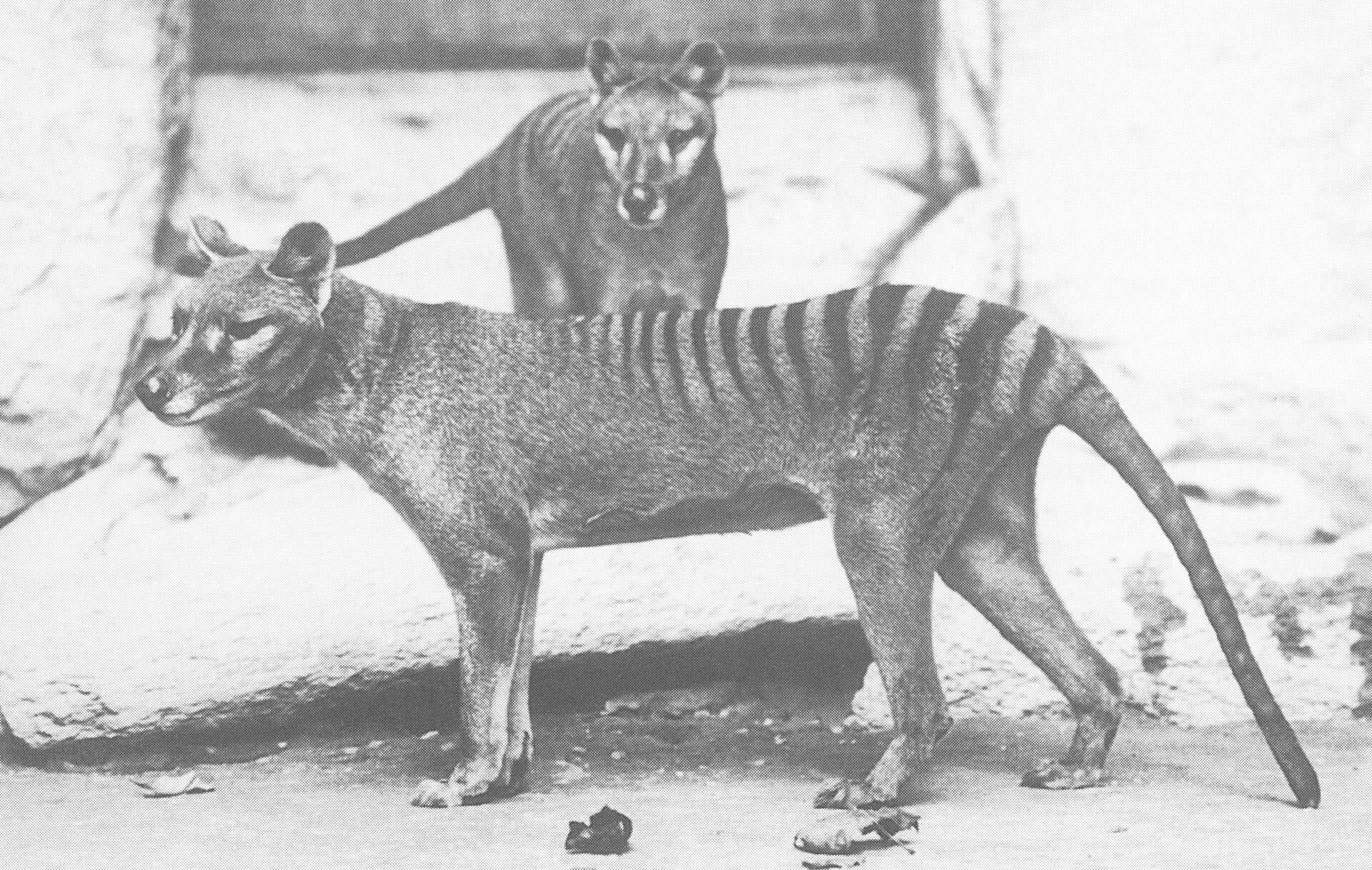 Queenslandský tygr: pruhovaný vačnatec z hlášení osadníků a problém chybějících exemplářů