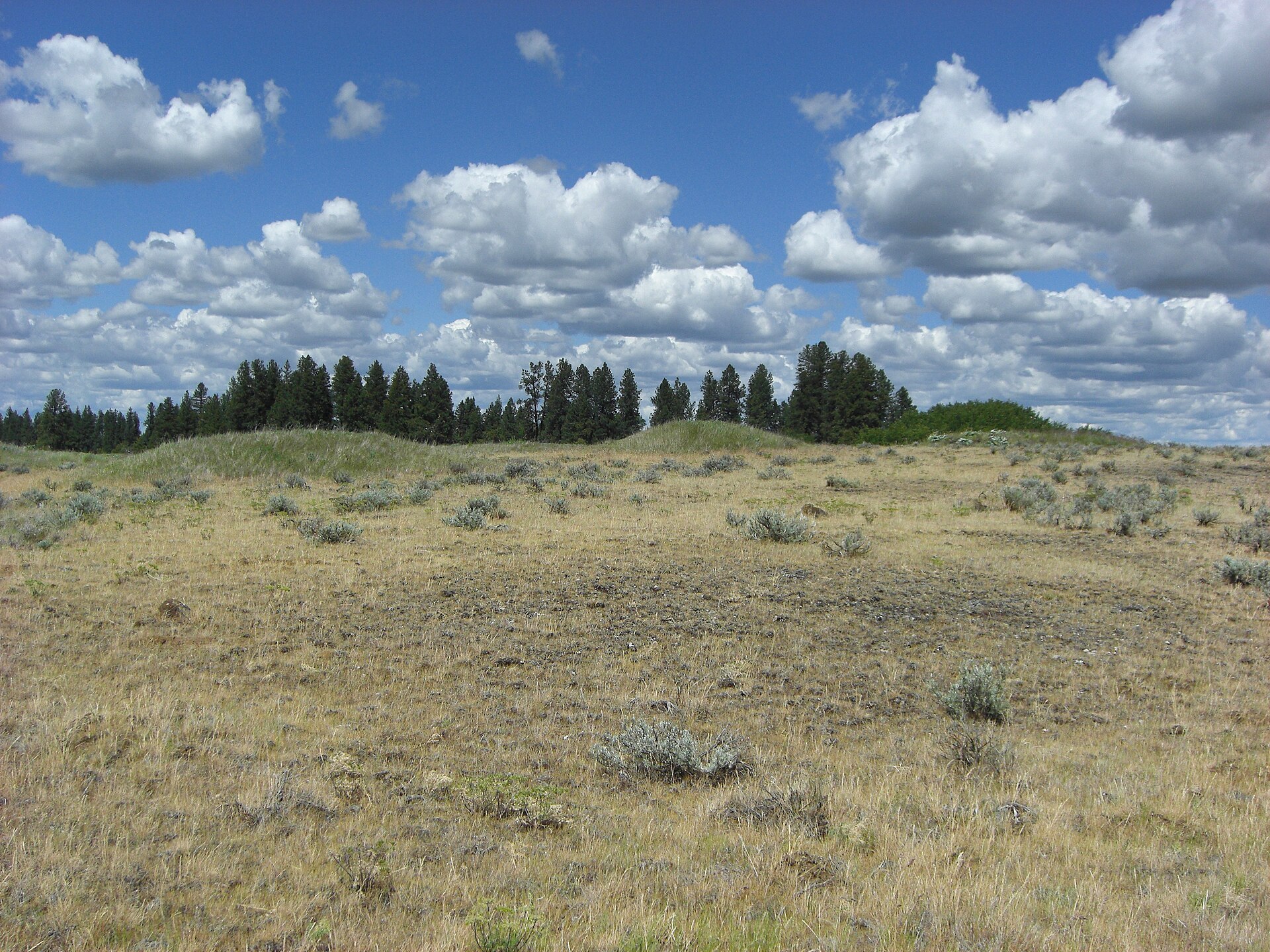 Mima Mounds: pravidelné pahorky ve Washingtonu a soupeřící geologická i biologická vysvětlení