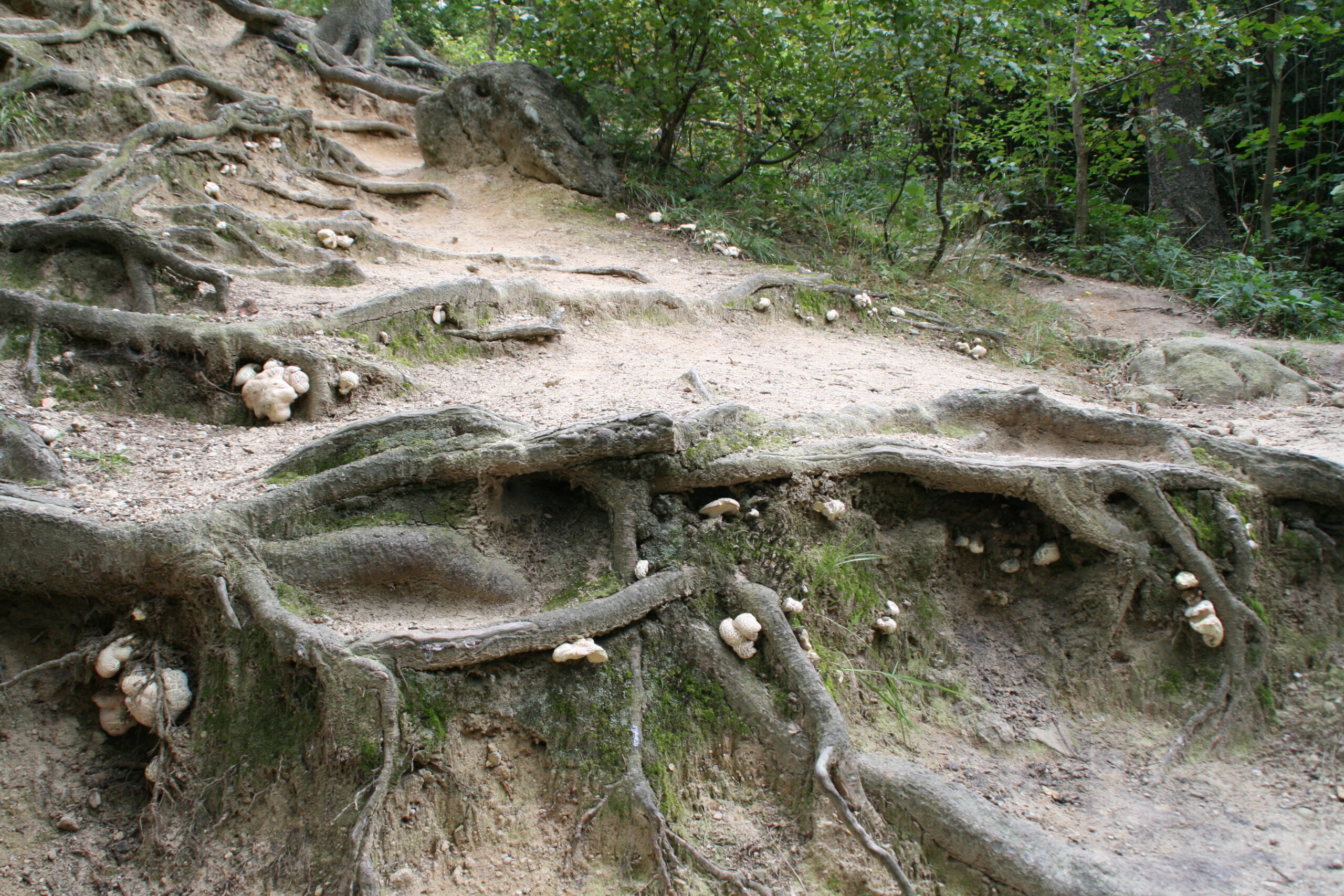 Čertovy kameny u Lidečka: geologie a valašská pověst