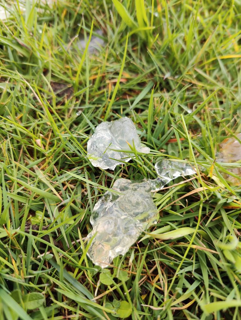 Star jelly: záhadná rosolovitá hmota po dešti