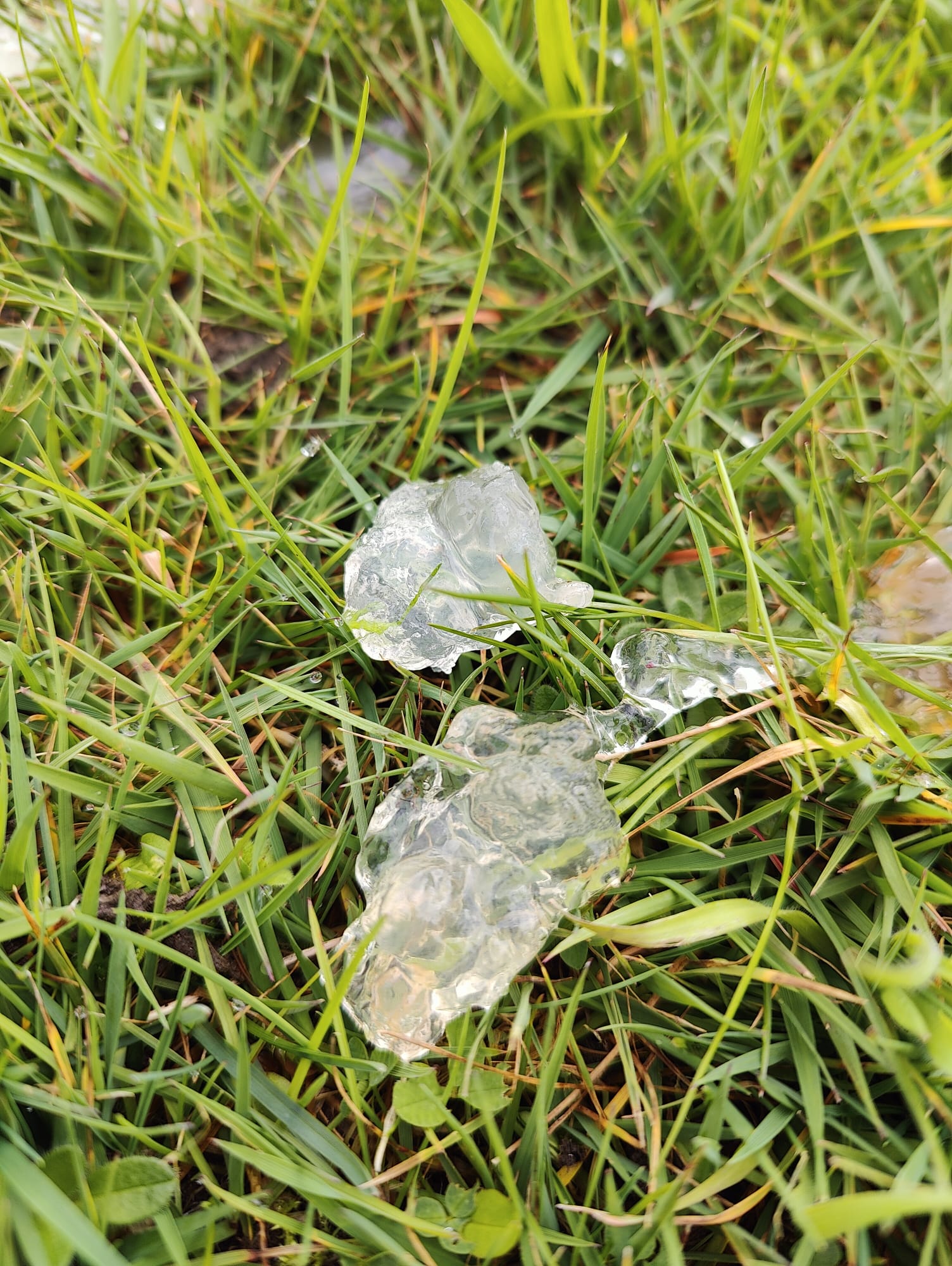 Star jelly: záhadná rosolovitá hmota po dešti